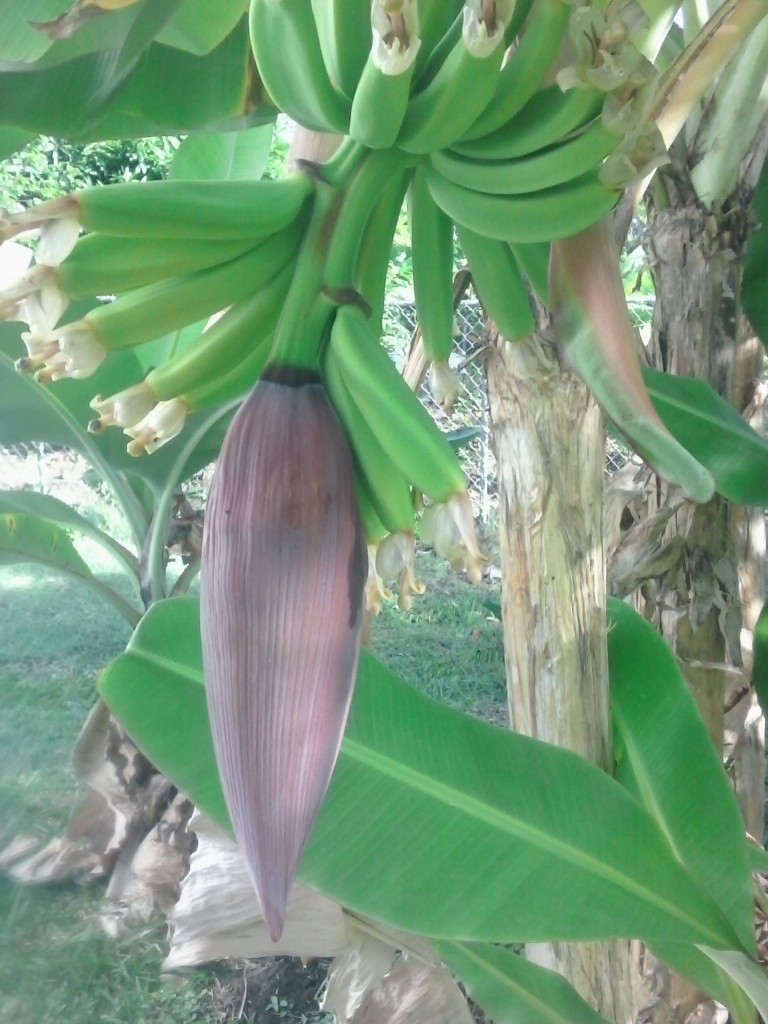 This banana tree is in our back yard.