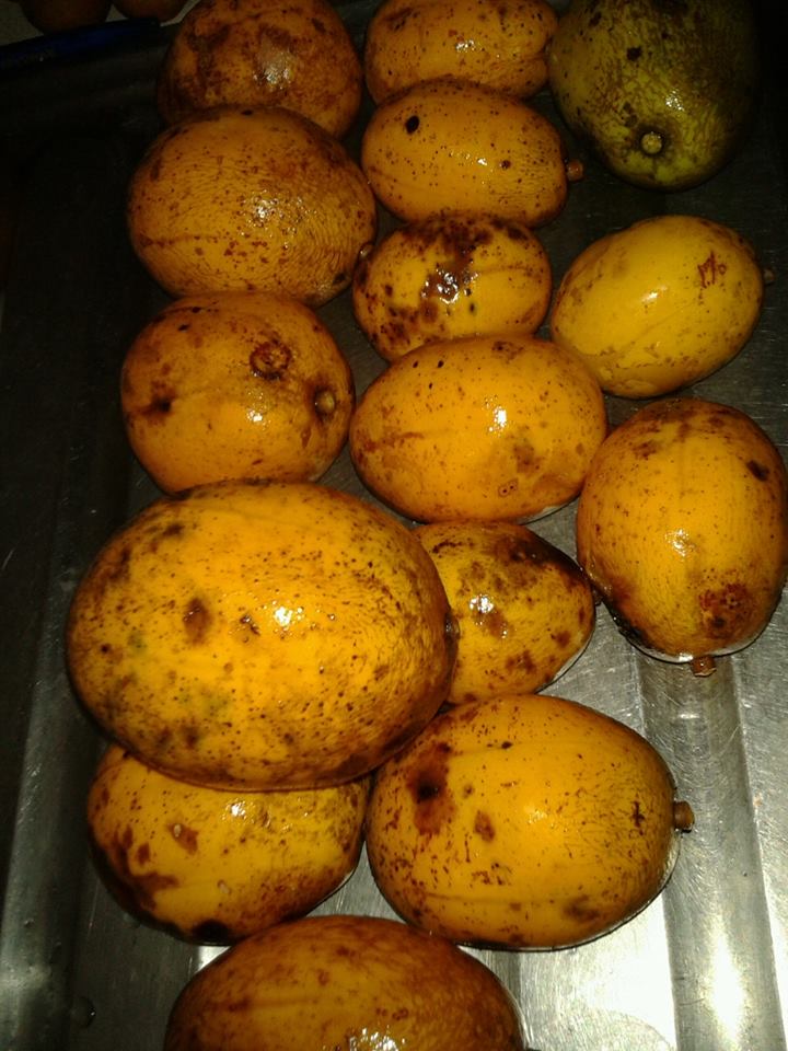 The Delicious Golden Apple
