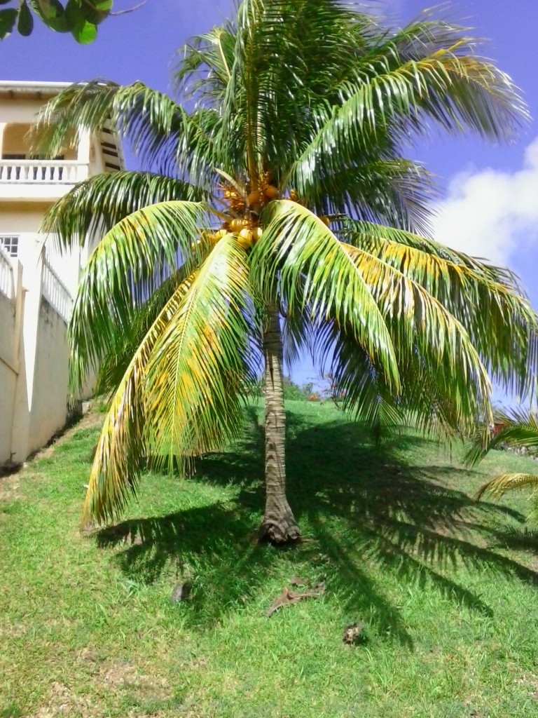 Beautiful Coconut Tree