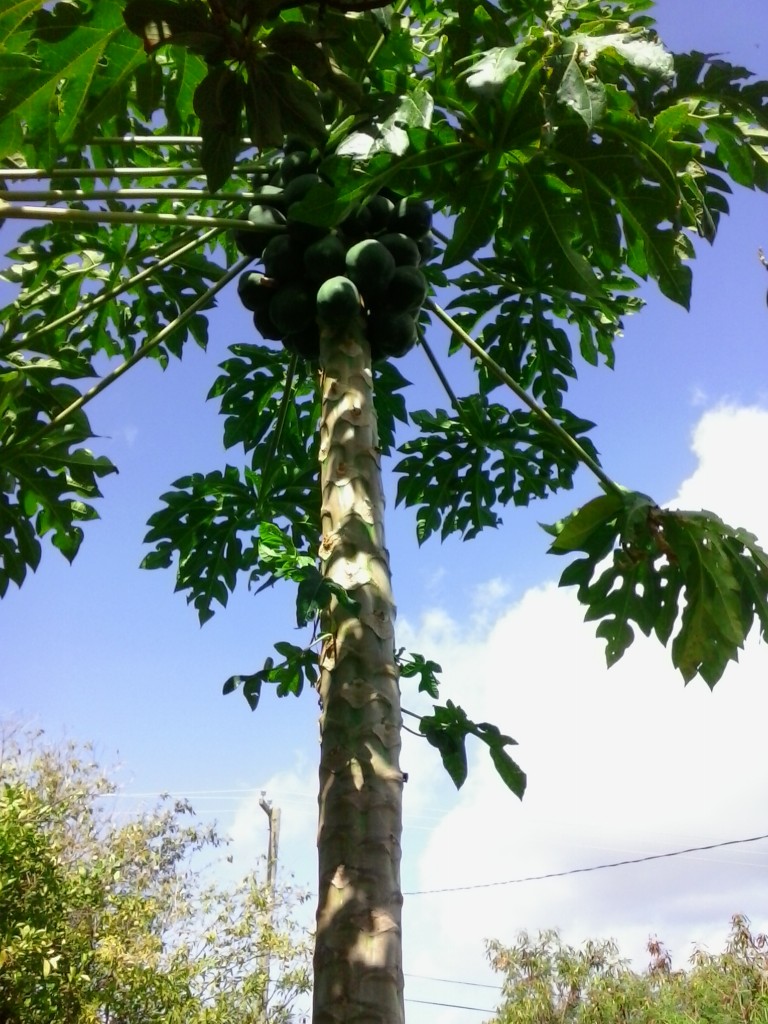 A Papaya Tree